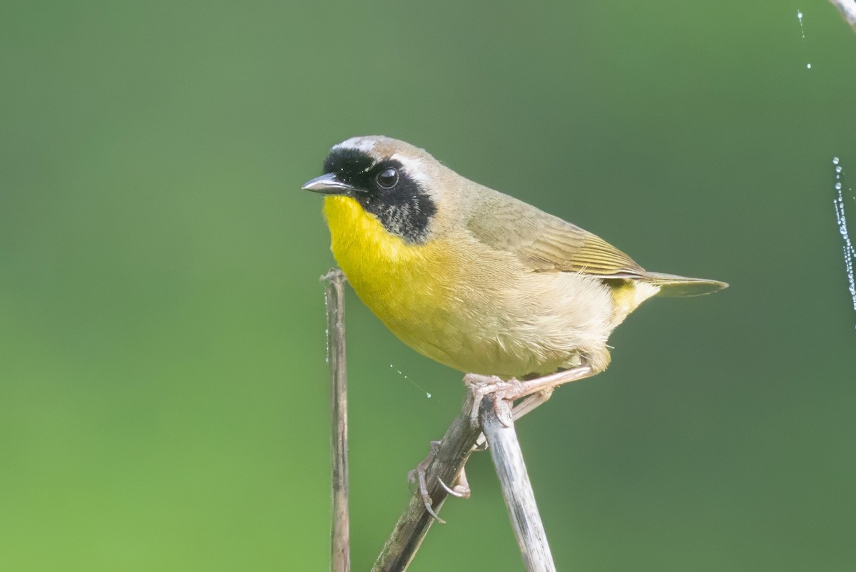 Common Yellowthroat - ML634174677