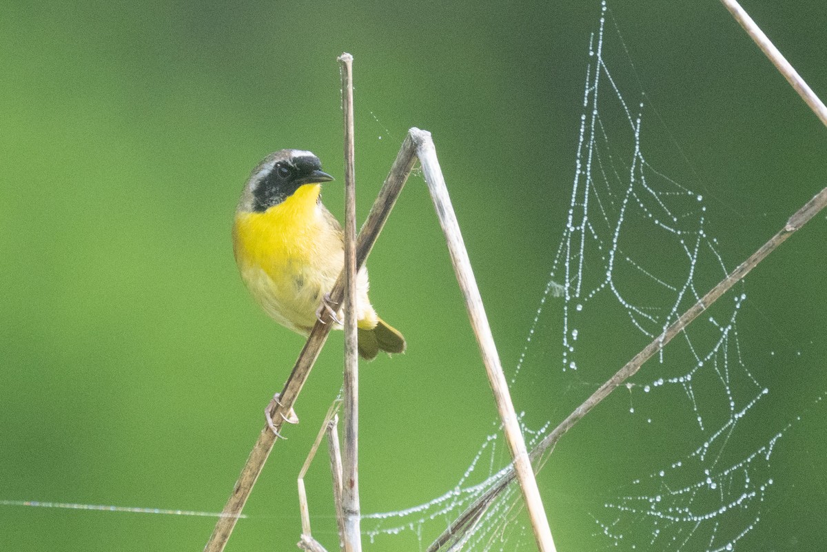 Common Yellowthroat - ML634174681