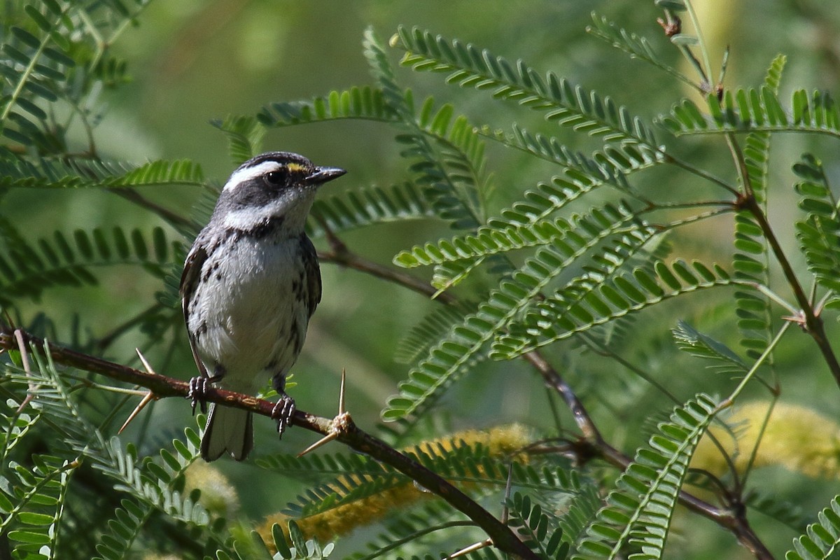 Black-throated Gray Warbler - ML634174689