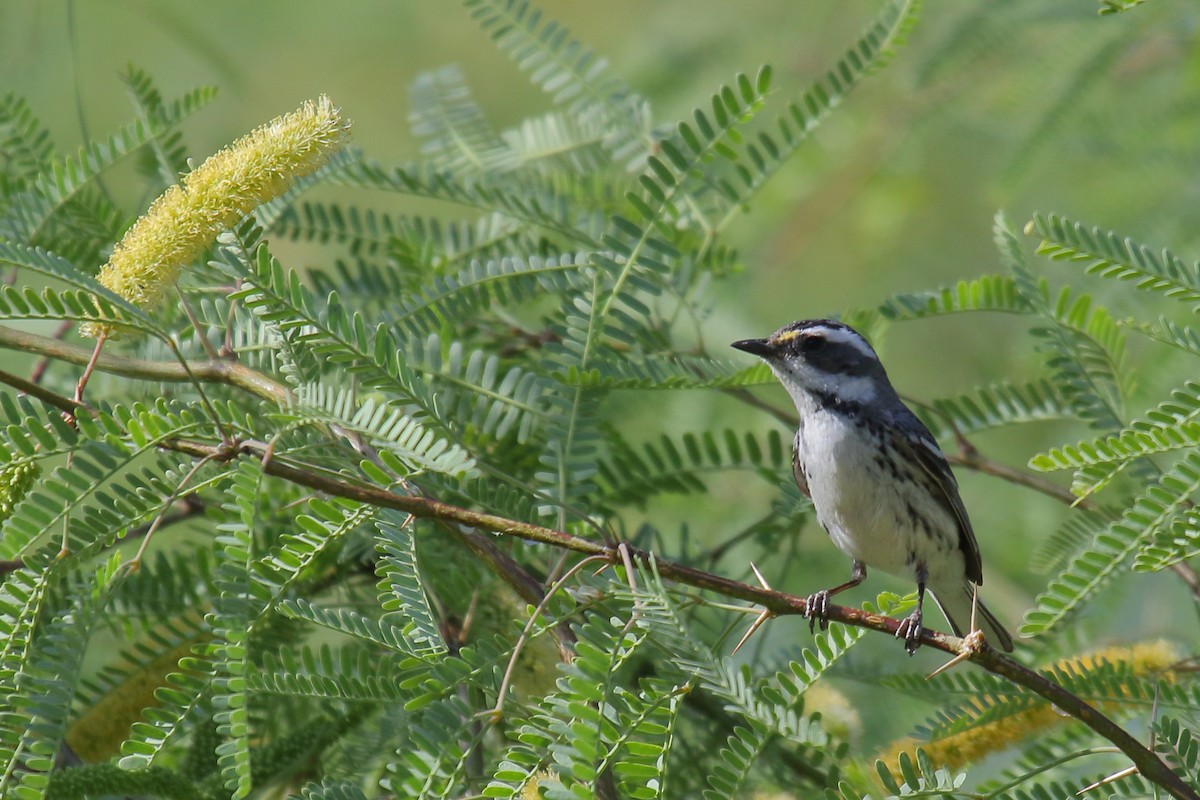 Black-throated Gray Warbler - ML634174690