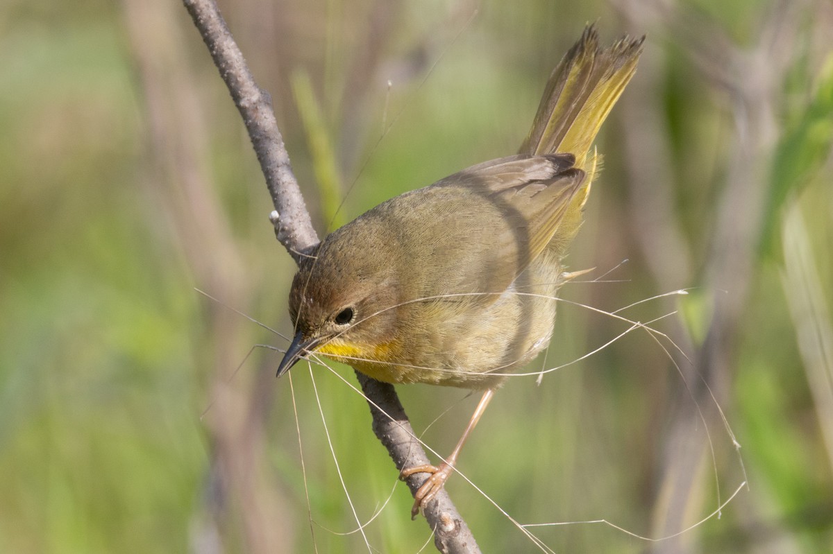 Common Yellowthroat - ML634174692