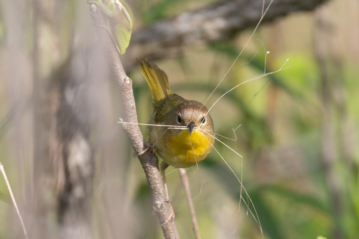 Common Yellowthroat - ML634174695
