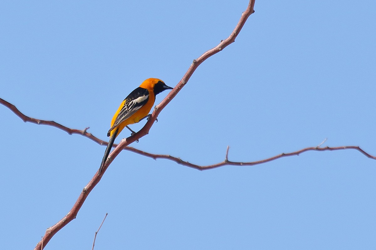 Hooded Oriole - ML634174704