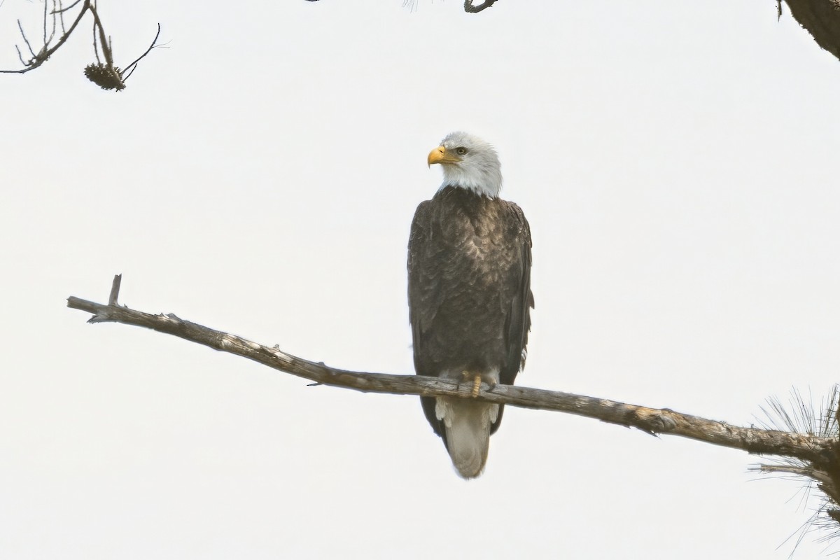 Bald Eagle - ML634174714