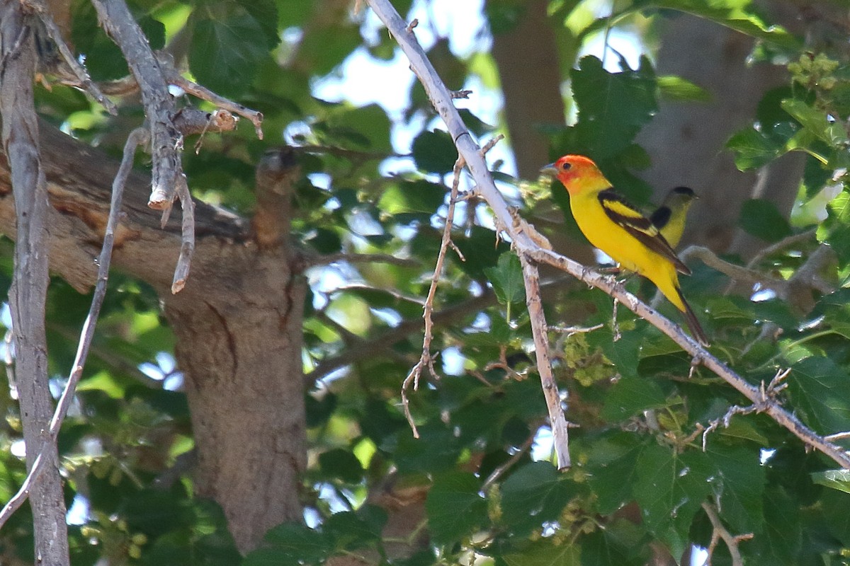 Western Tanager - ML634174720