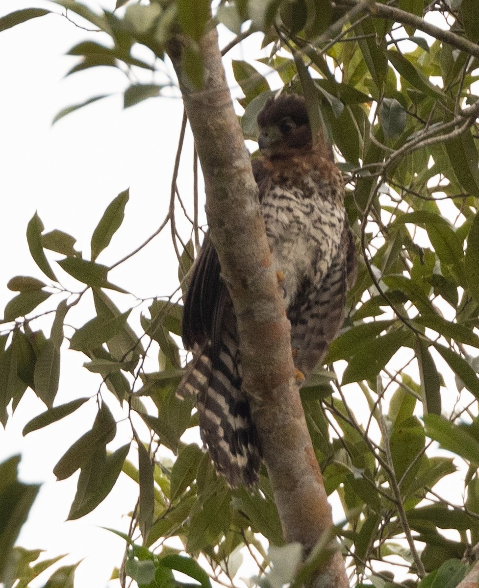 loretoskogfalk - ML634174721