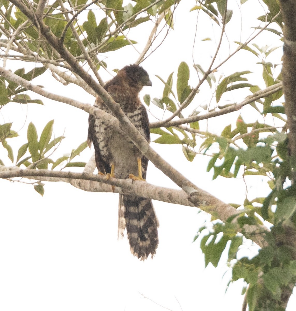 loretoskogfalk - ML634174722