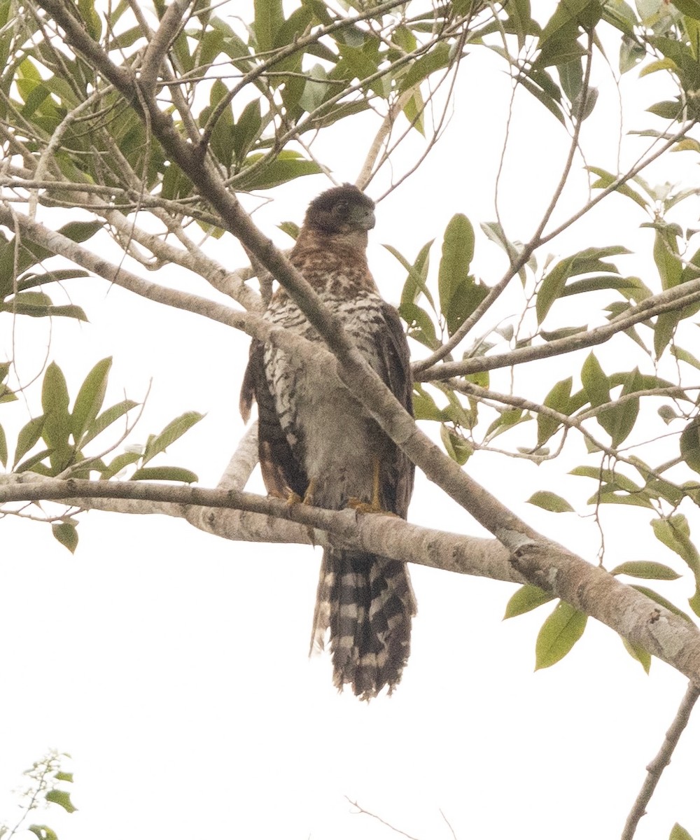 loretoskogfalk - ML634174723