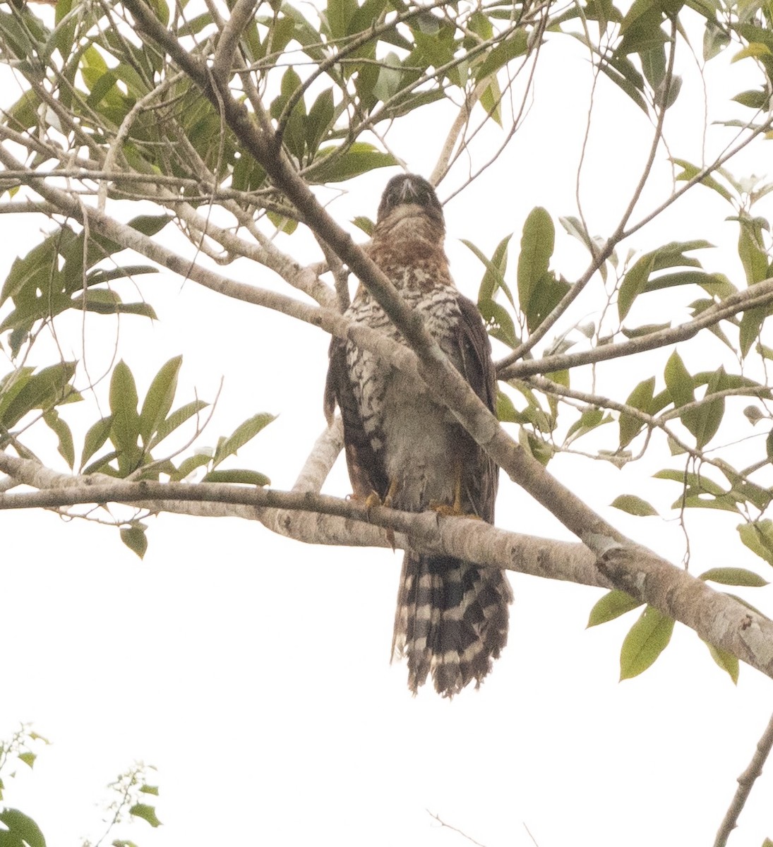 loretoskogfalk - ML634174724