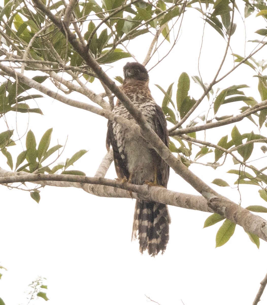 loretoskogfalk - ML634174725