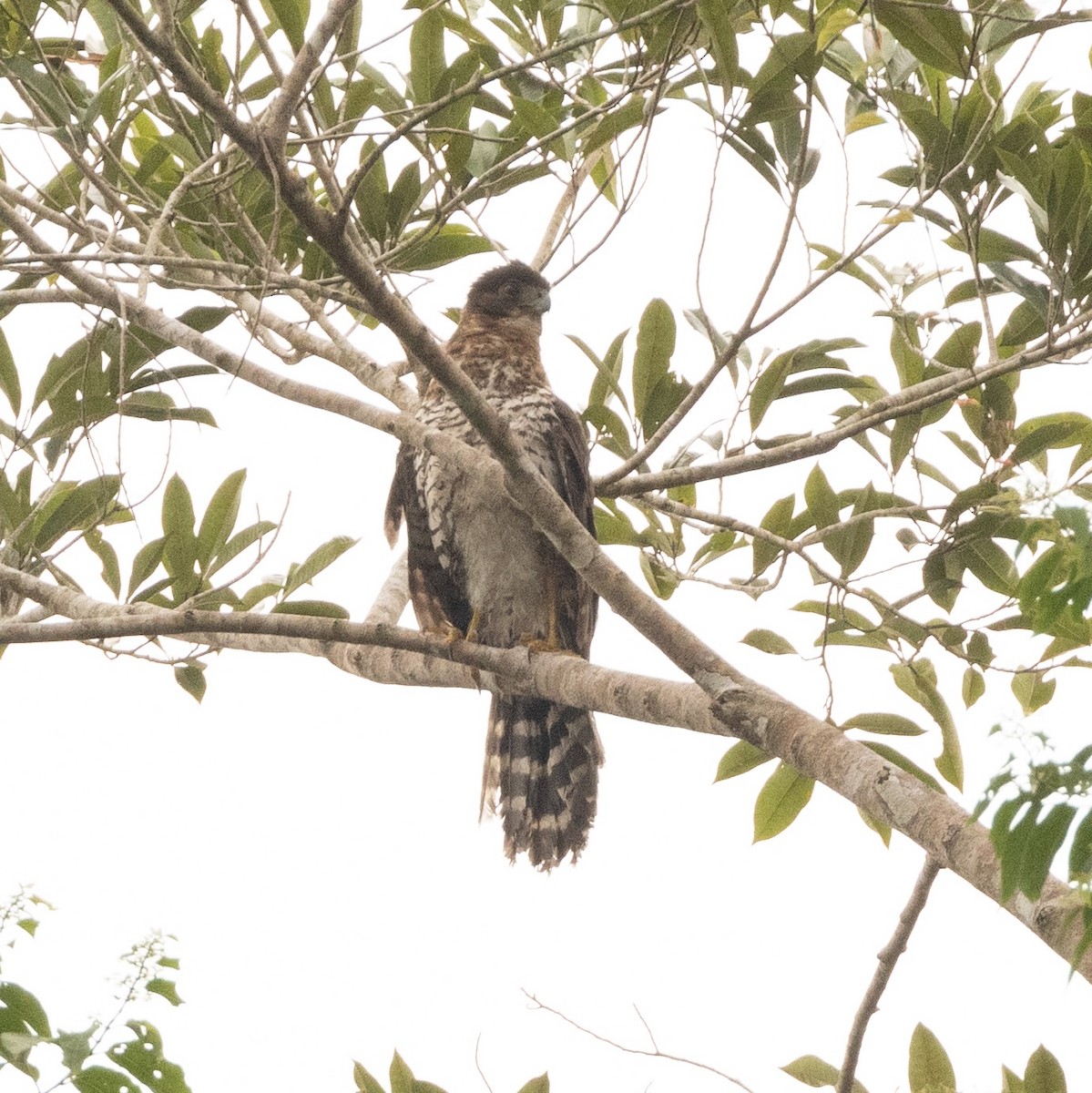 loretoskogfalk - ML634174726