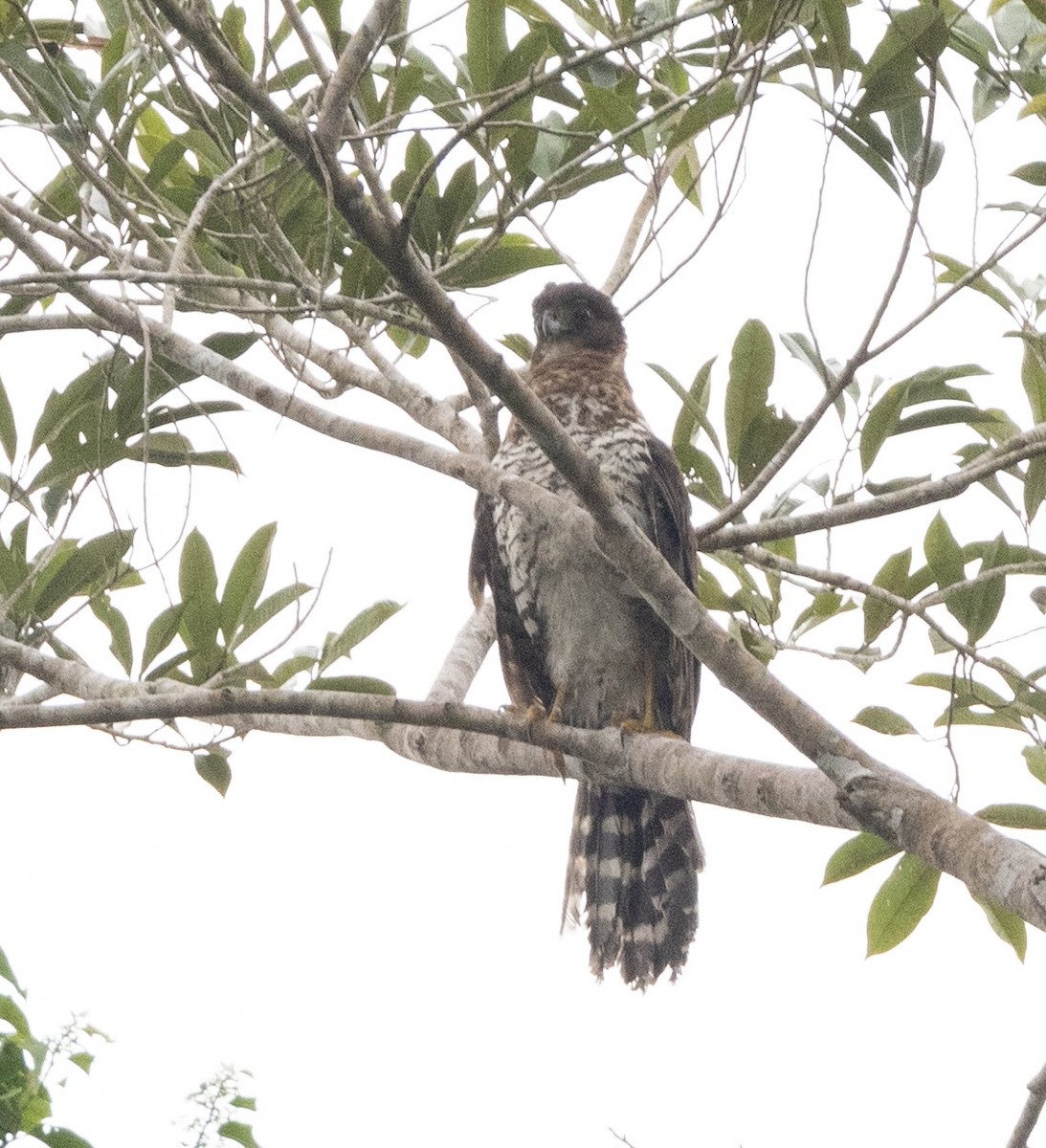 loretoskogfalk - ML634174727