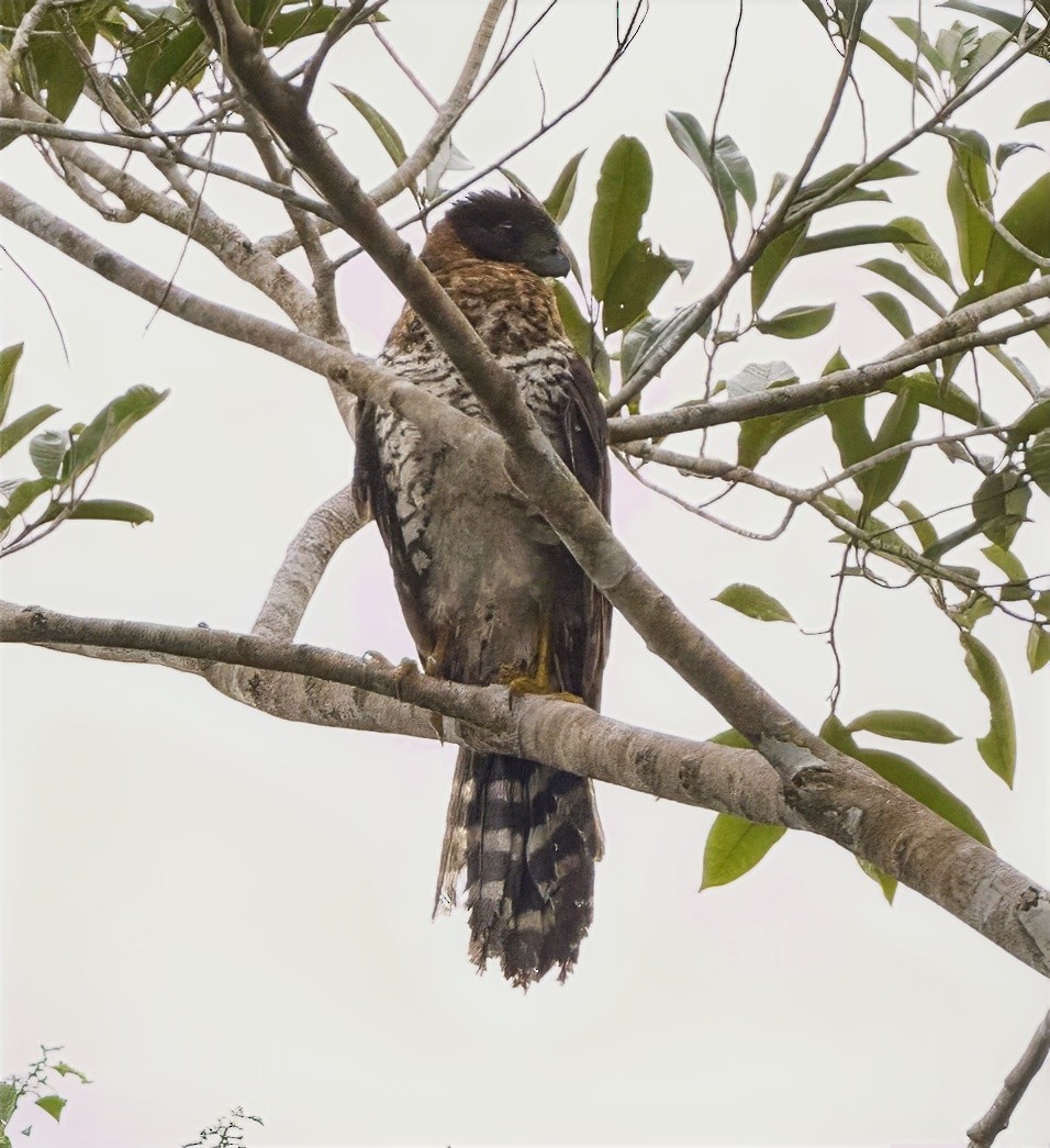 loretoskogfalk - ML634174728