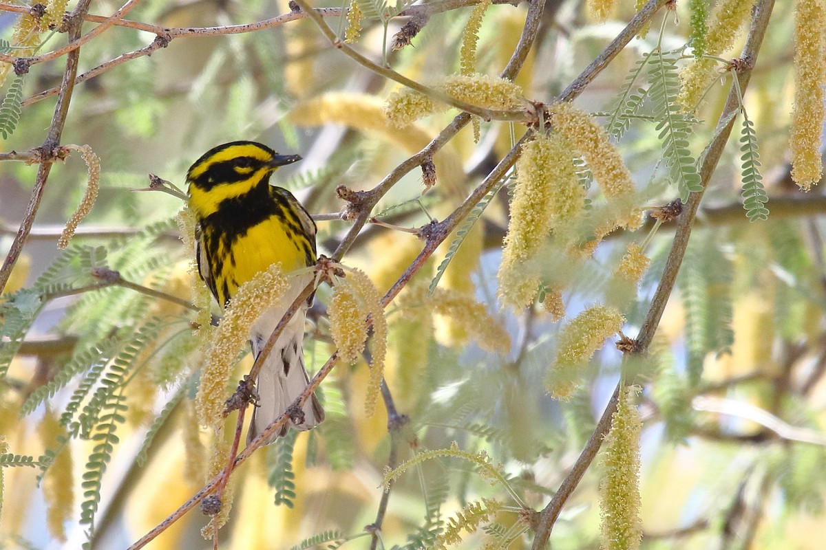 Townsend's Warbler - ML634174738