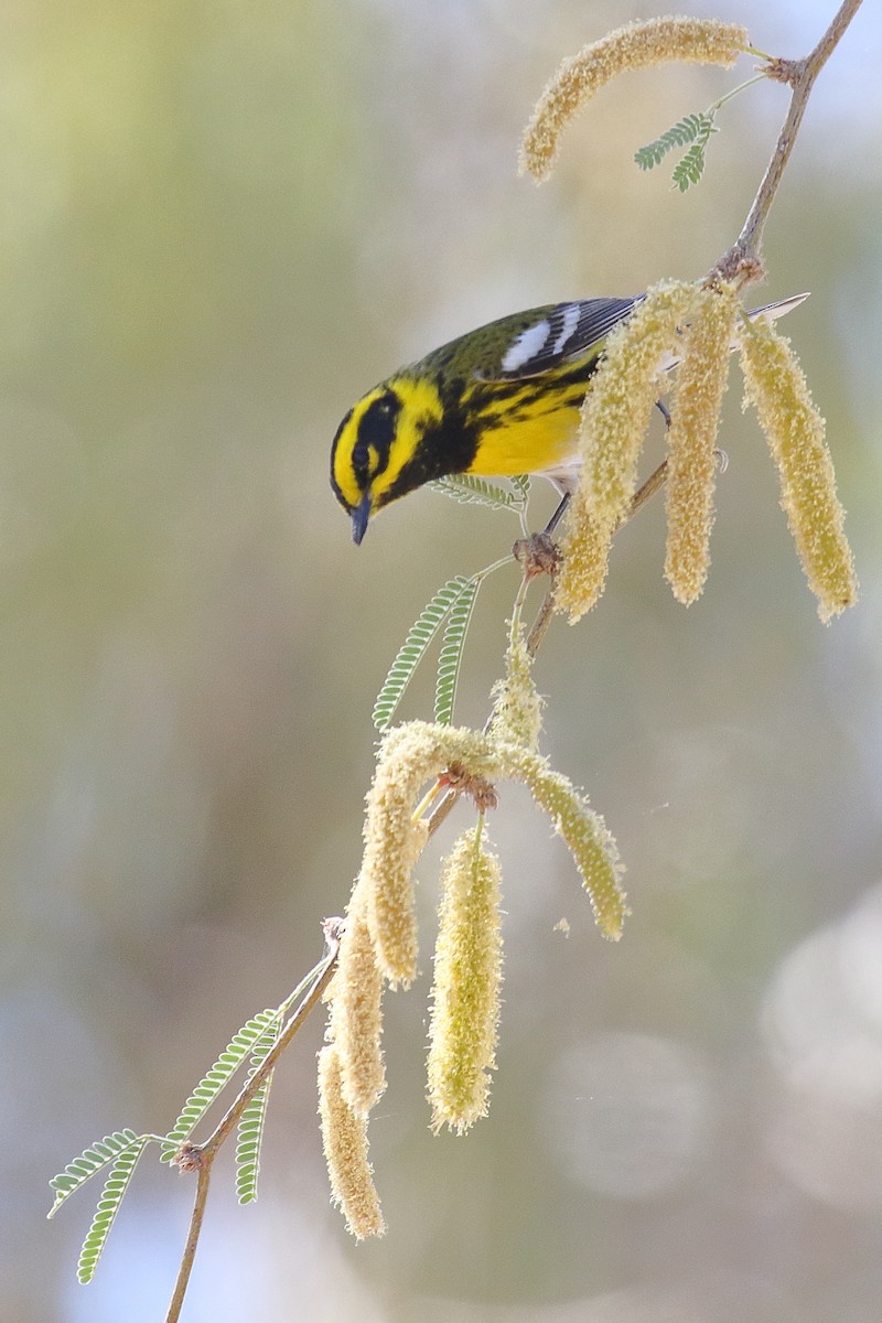 Townsend's Warbler - ML634174741