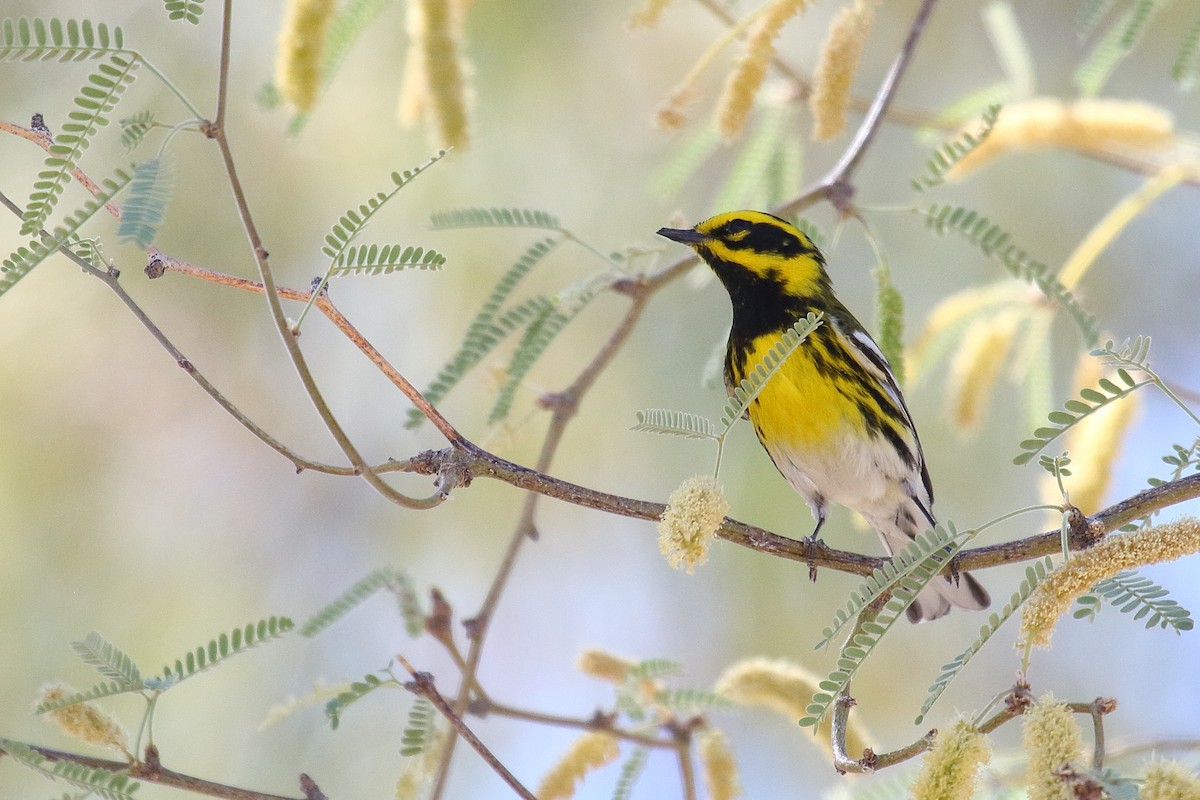 Townsend's Warbler - ML634174742