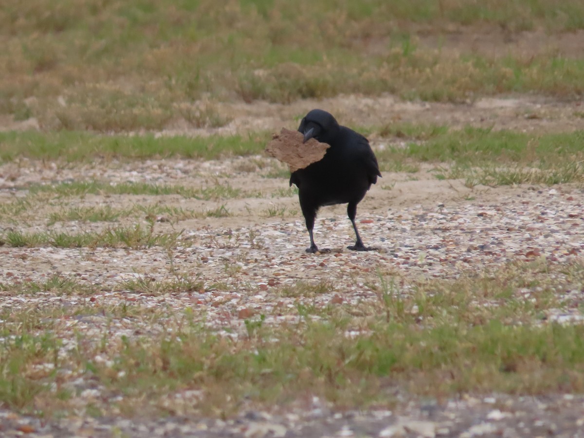 Fish Crow - ML634174747