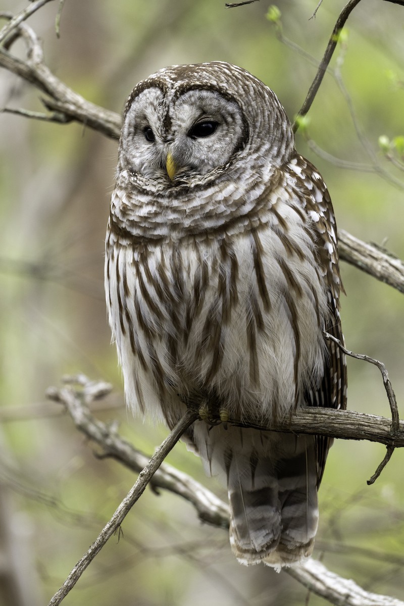 Barred Owl - ML634174748