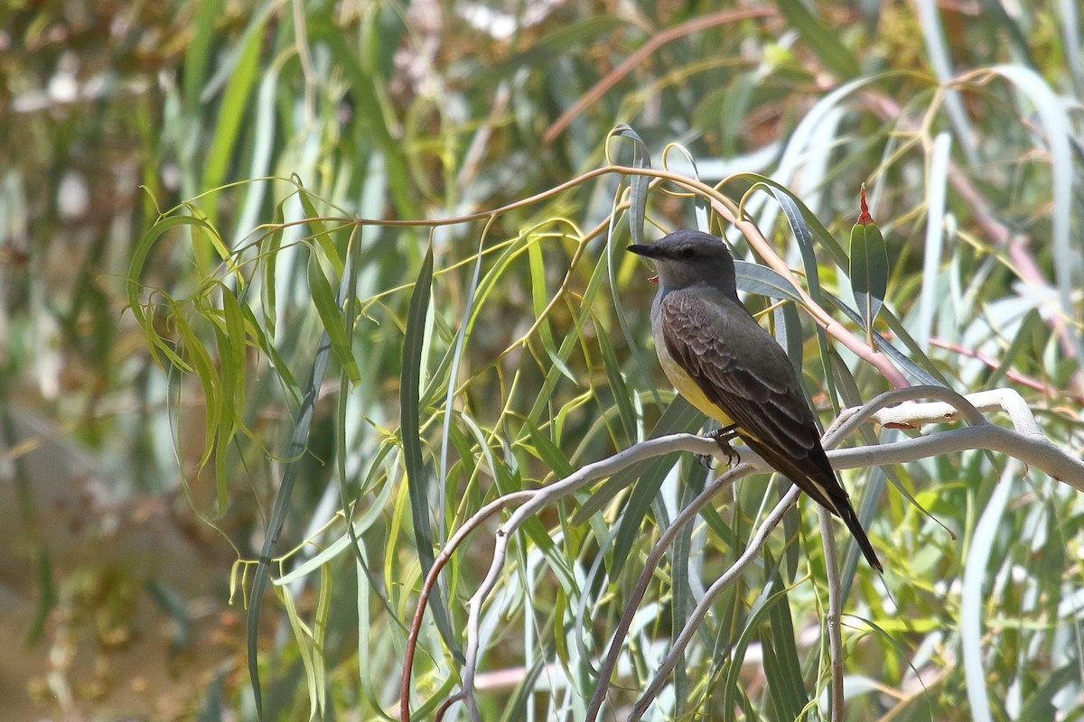 Western Kingbird - ML634174765