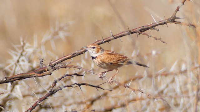 Collared Lark - ML634174794
