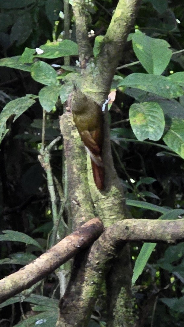Olive-backed Woodcreeper - ML634175153