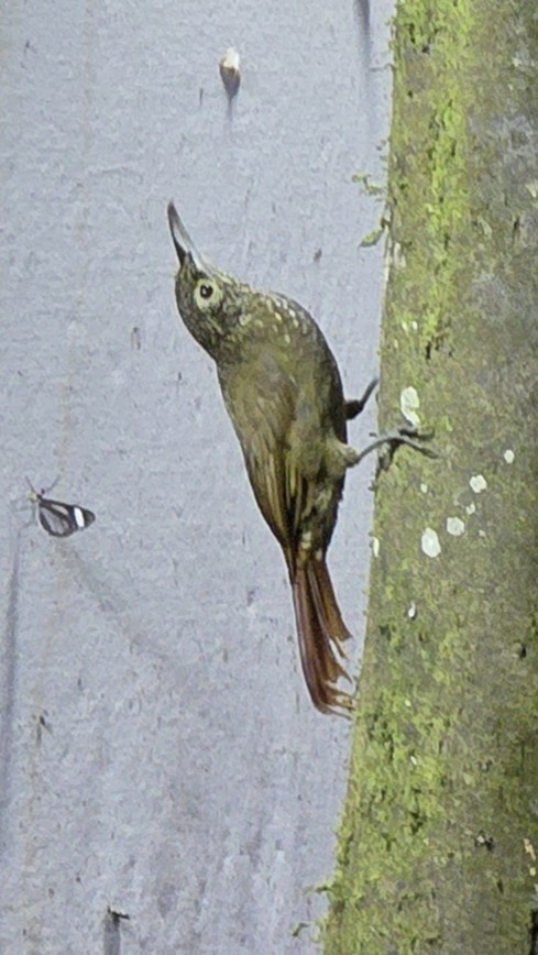 Olive-backed Woodcreeper - ML634175172
