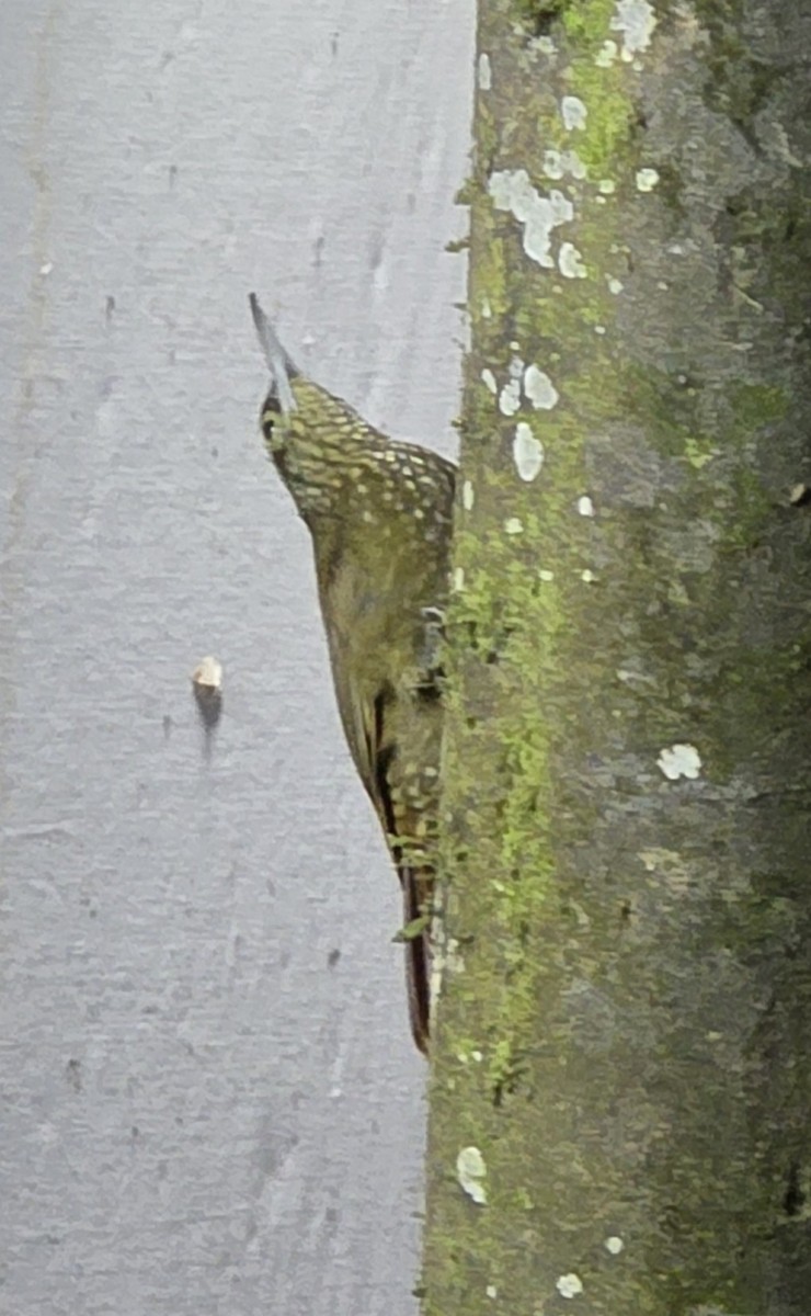 Olive-backed Woodcreeper - ML634175185