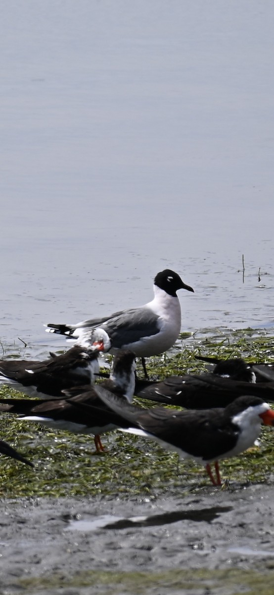 Franklin's Gull - ML634175220