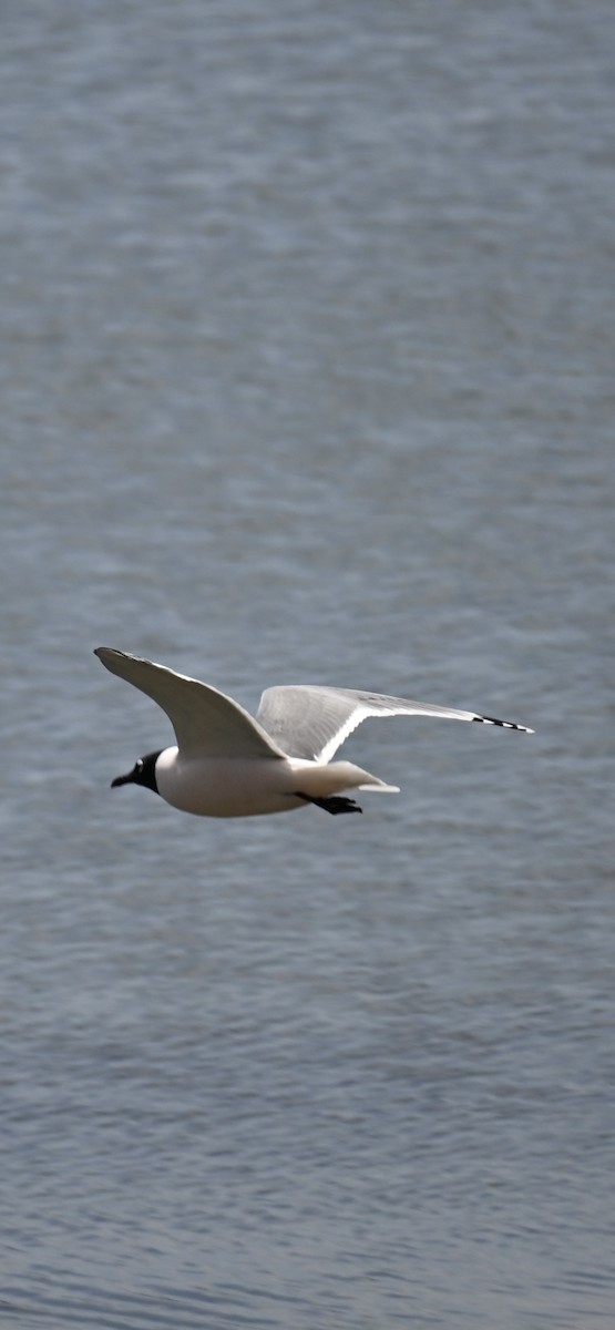 Franklin's Gull - ML634175221