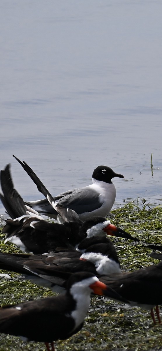 Franklin's Gull - ML634175222