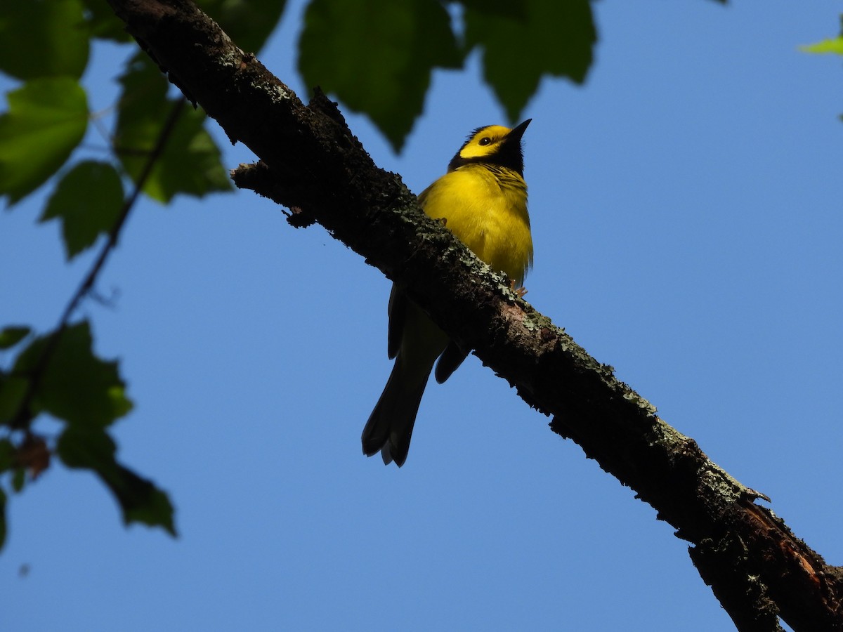Hooded Warbler - ML634175333