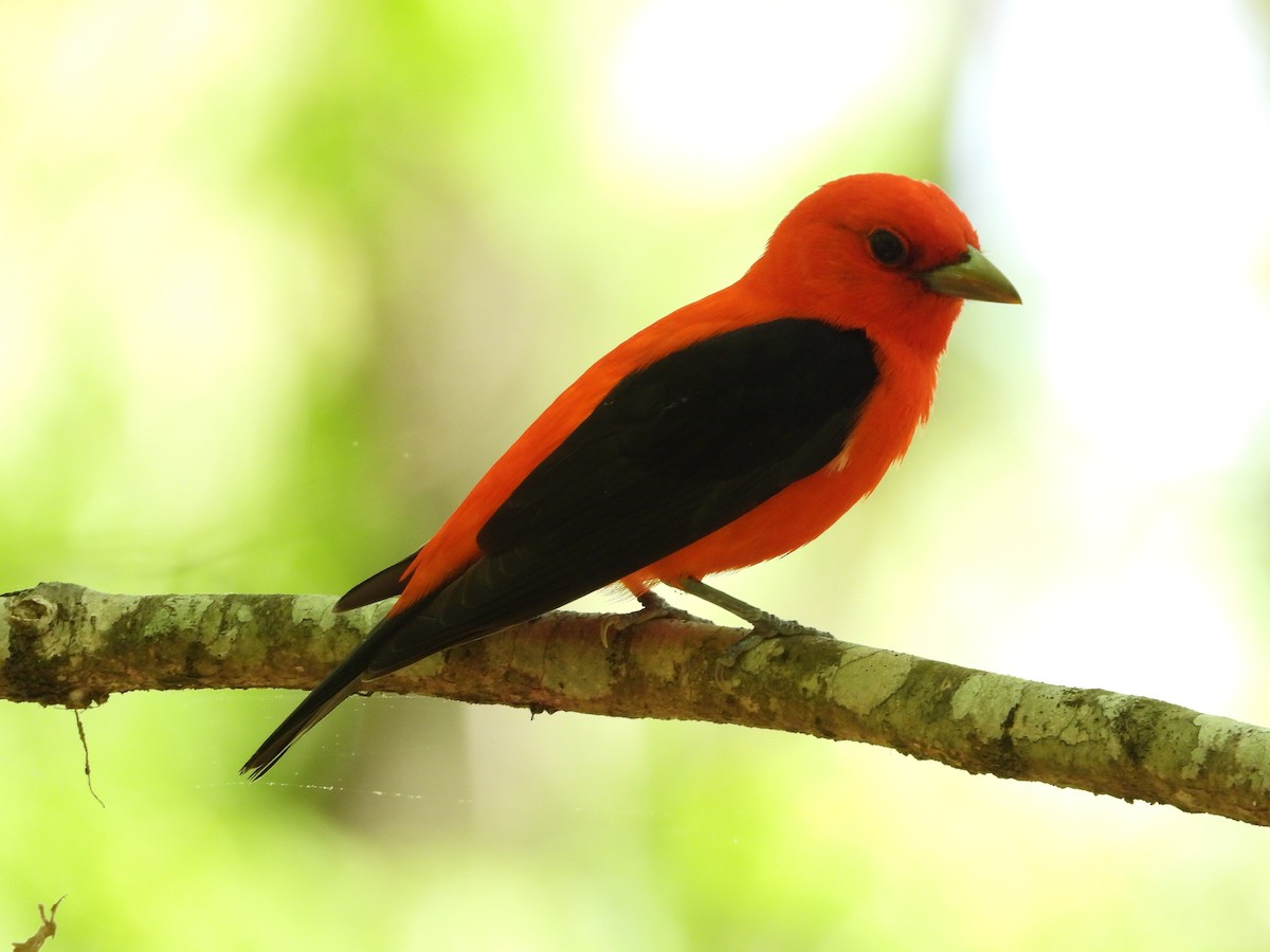 Scarlet Tanager - ML634175392