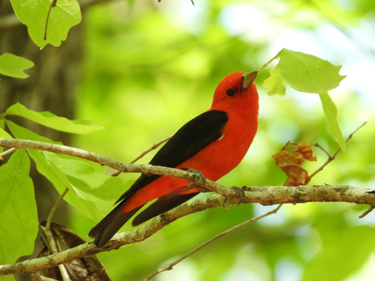 Scarlet Tanager - ML634175415