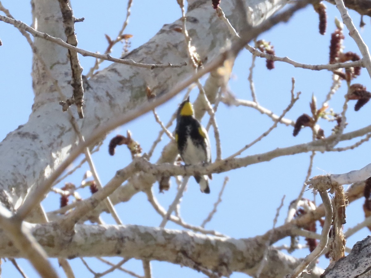 Yellow-rumped Warbler (Audubon's) - ML634175463