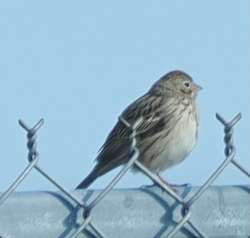 Vesper Sparrow - ML634175492