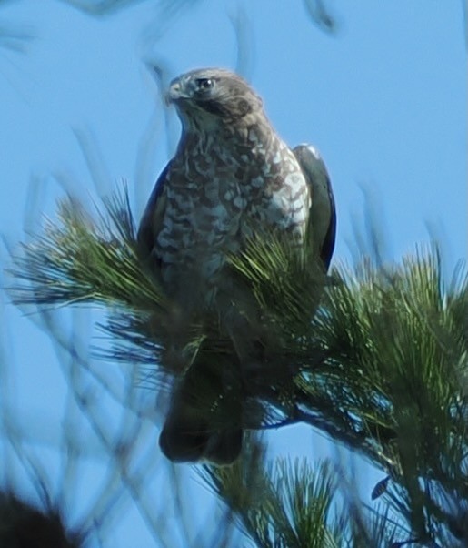 Broad-winged Hawk - ML634175499