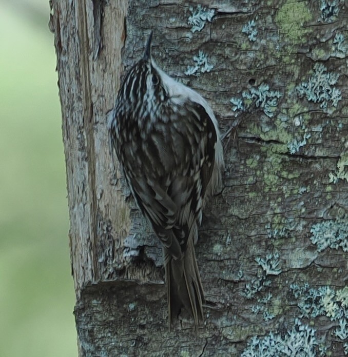 Brown Creeper - ML634175505