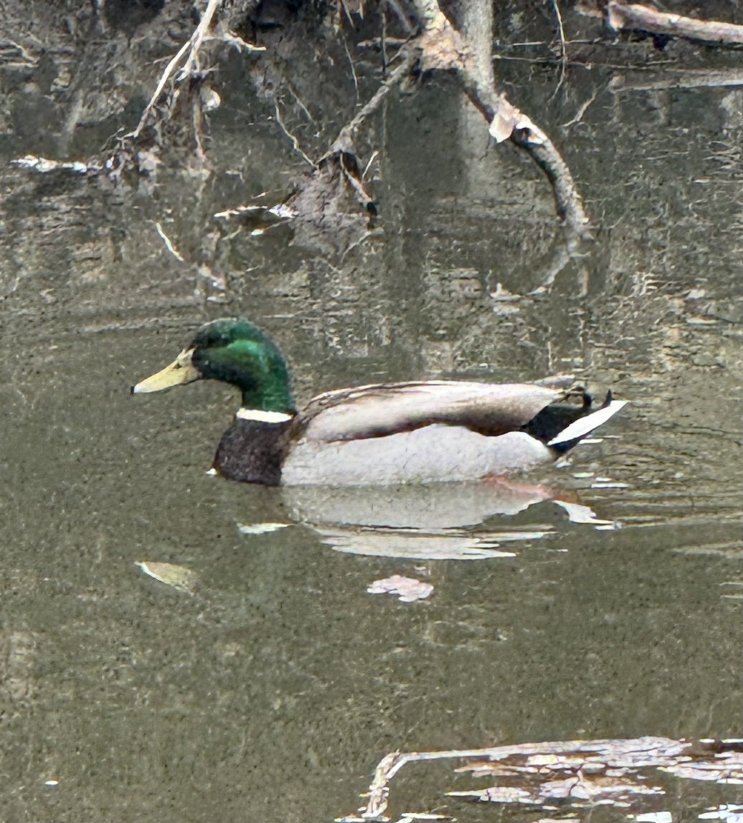 Mallard - ML634175510