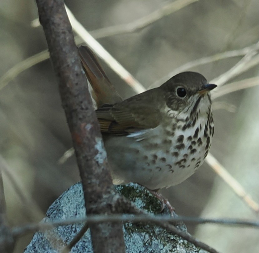 Hermit Thrush - ML634175514