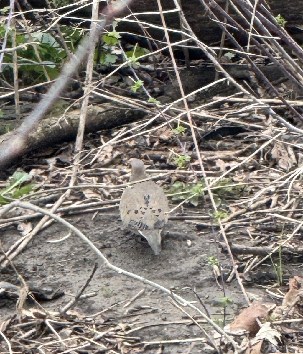 Mourning Dove - ML634175517