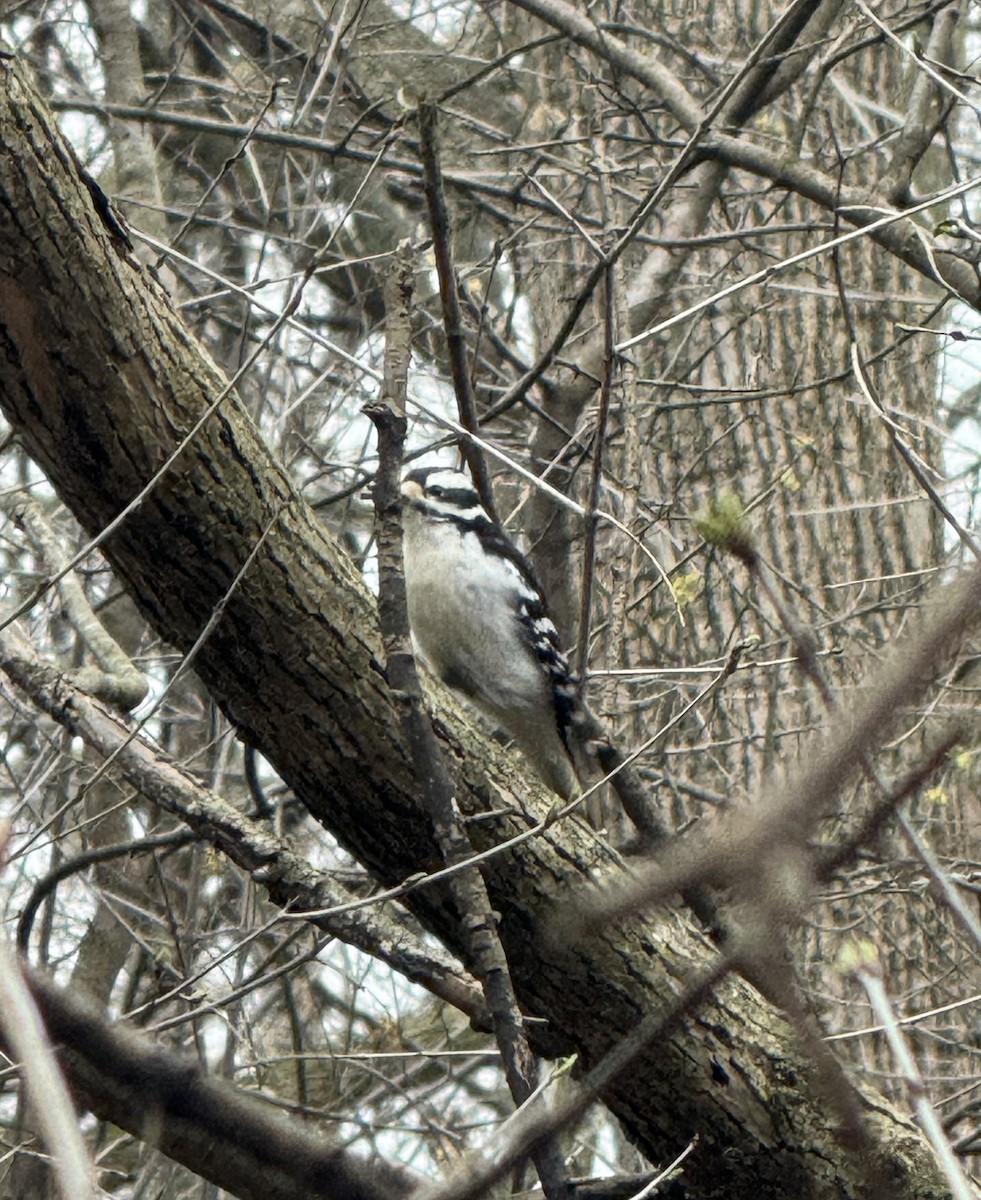 Hairy Woodpecker - ML634175524