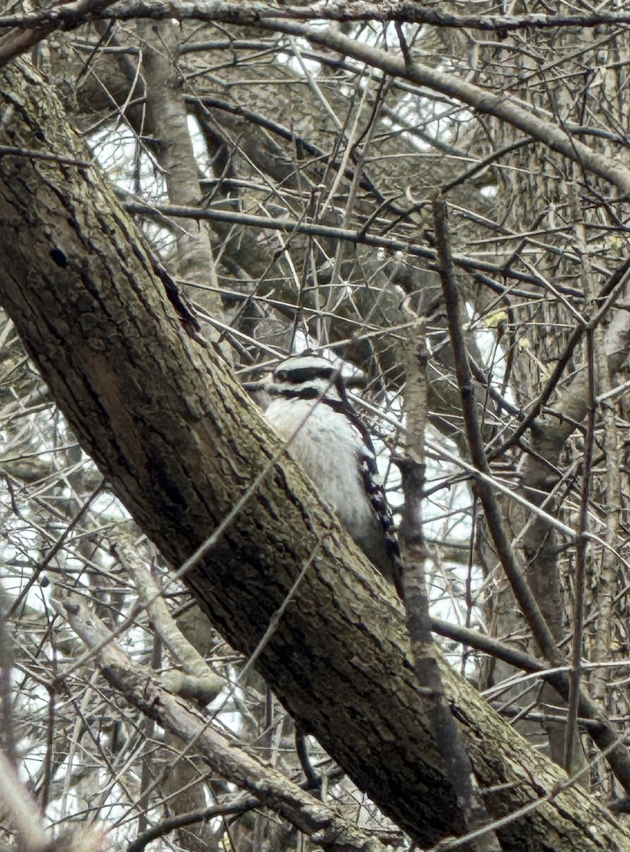 Hairy Woodpecker - ML634175525