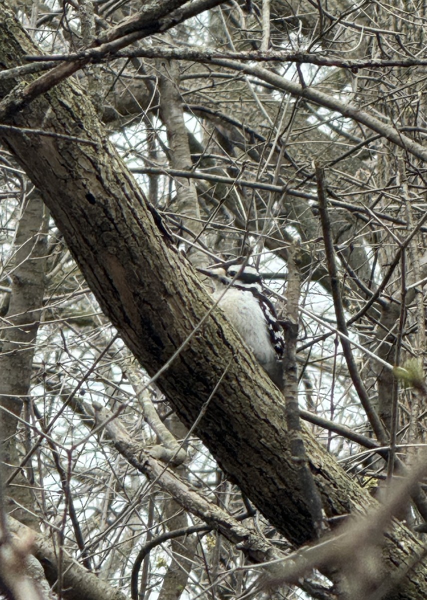 Hairy Woodpecker - ML634175526