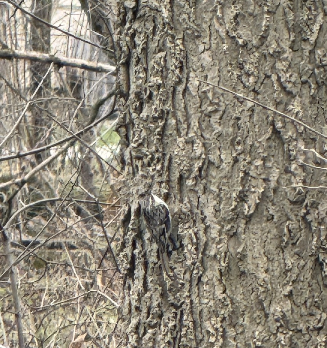Brown Creeper - ML634175535