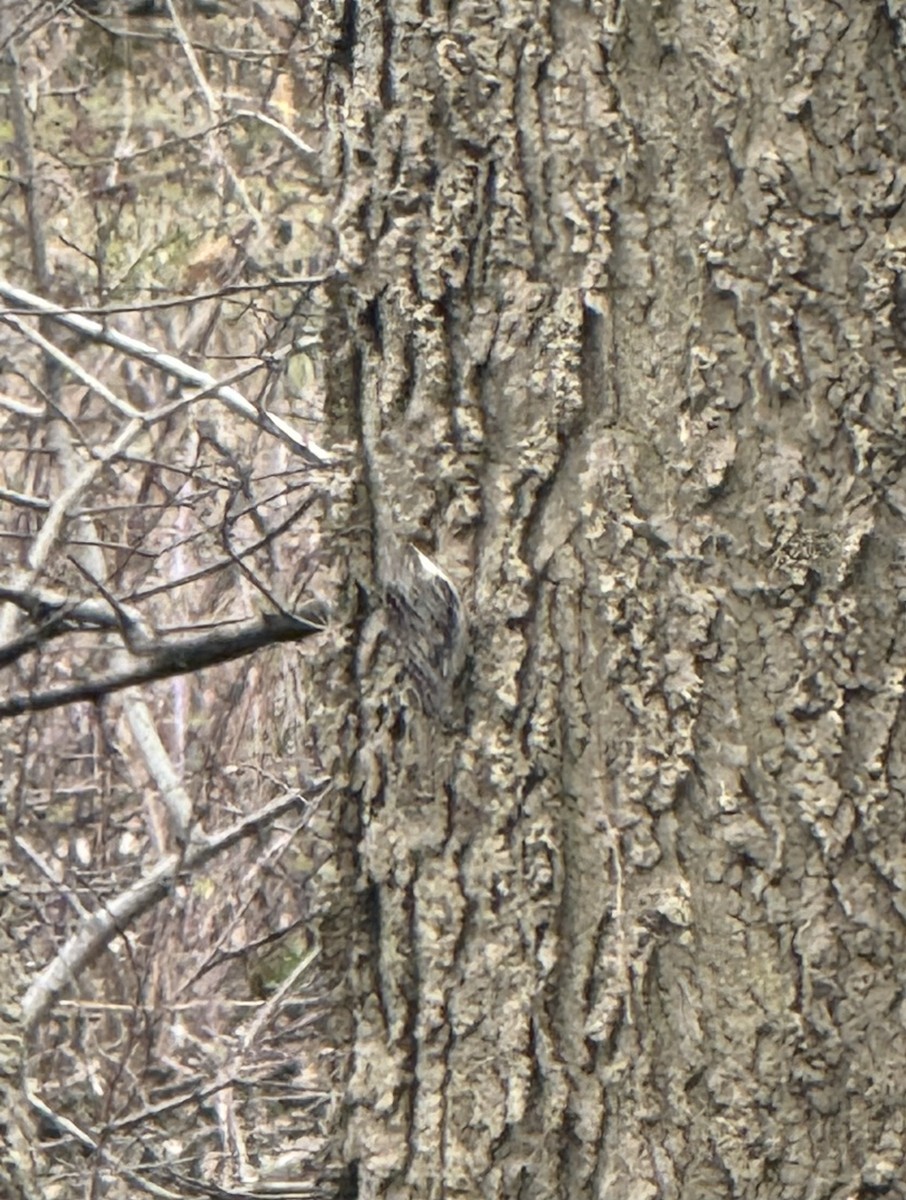 Brown Creeper - ML634175536