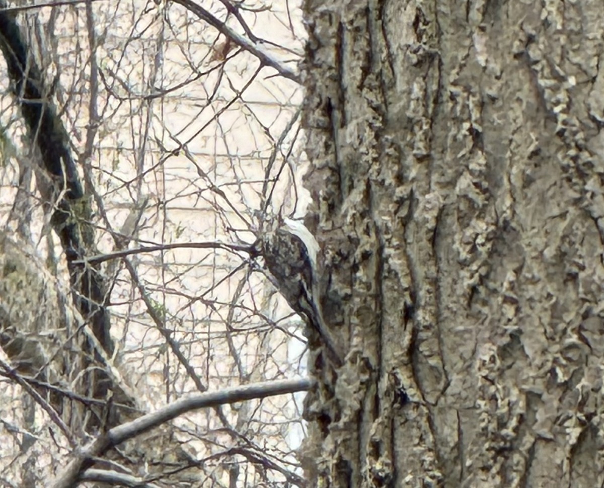 Brown Creeper - ML634175537