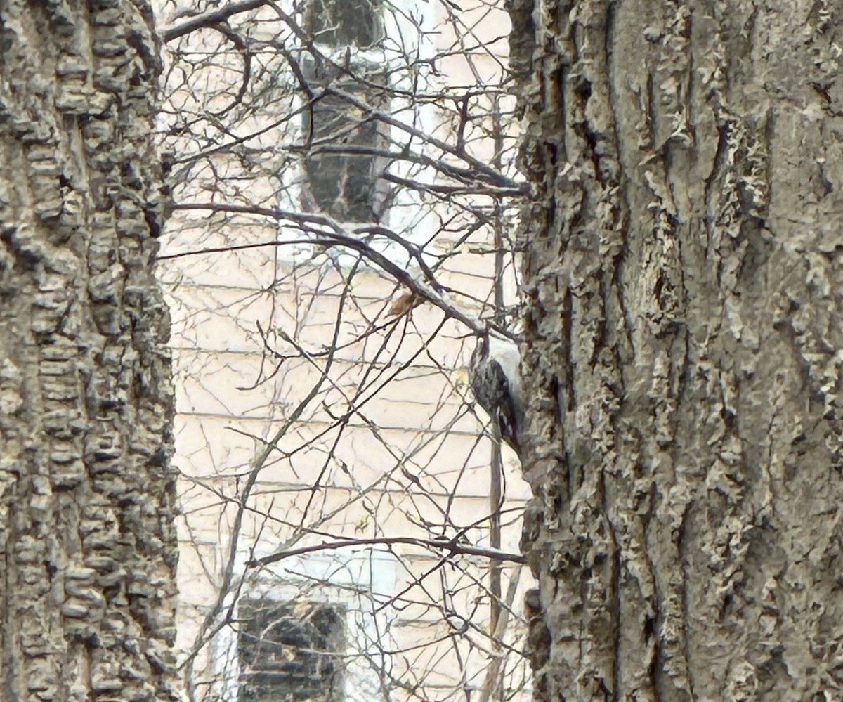 Brown Creeper - ML634175538