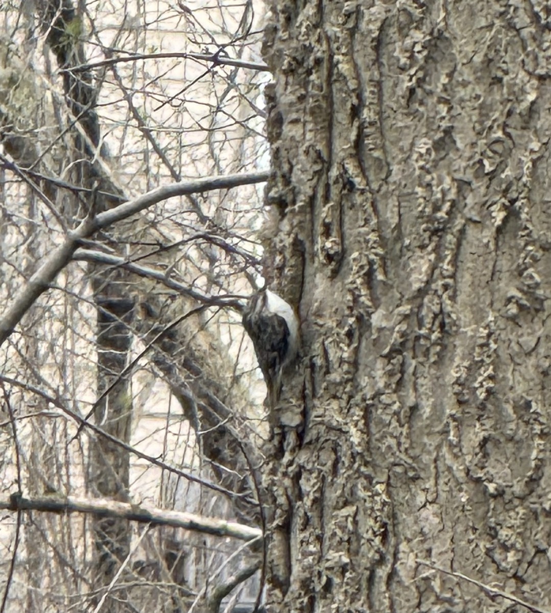 Brown Creeper - ML634175539