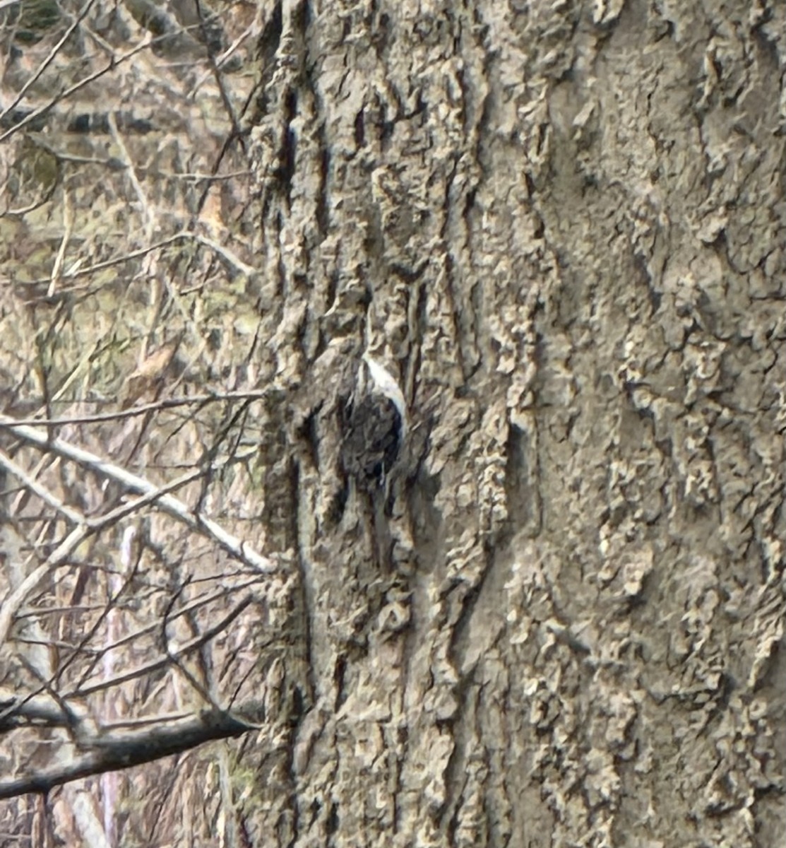 Brown Creeper - ML634175540