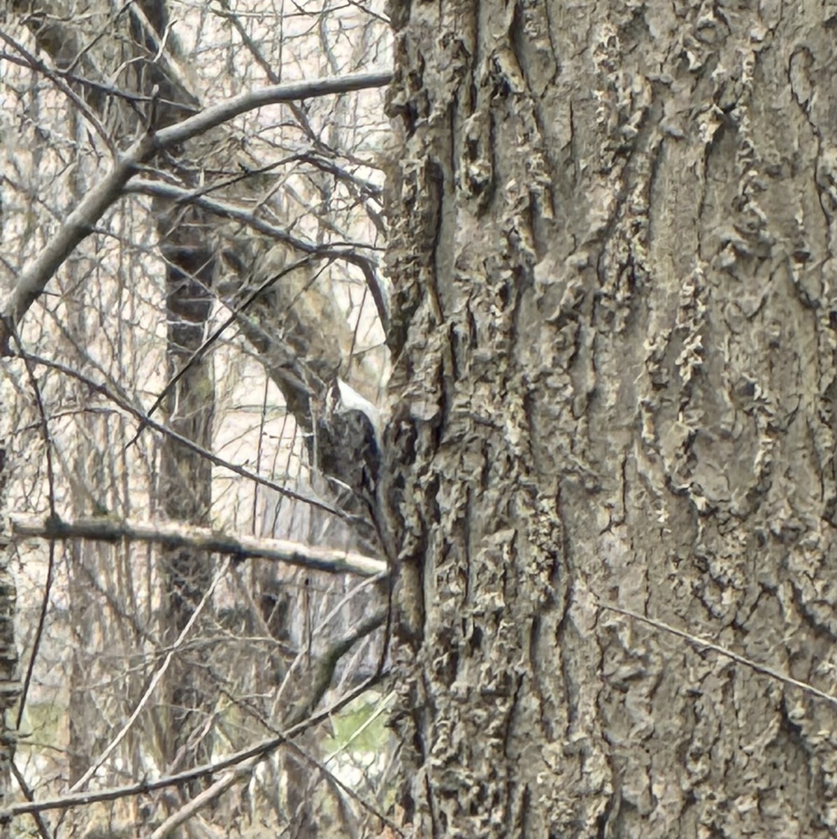 Brown Creeper - ML634175541